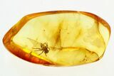 Detailed Fossil Jumping Spider (Salticidae) In Baltic Amber - Rare #272186-1